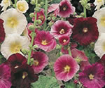 Hollyhocks