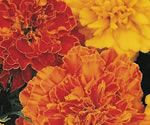 Marigolds