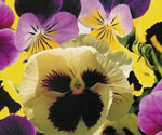 Pansies