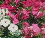 Petunias